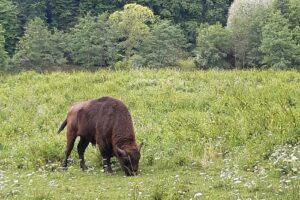 Rezervația de zimbri și faună carpatină Dragoș Vodă