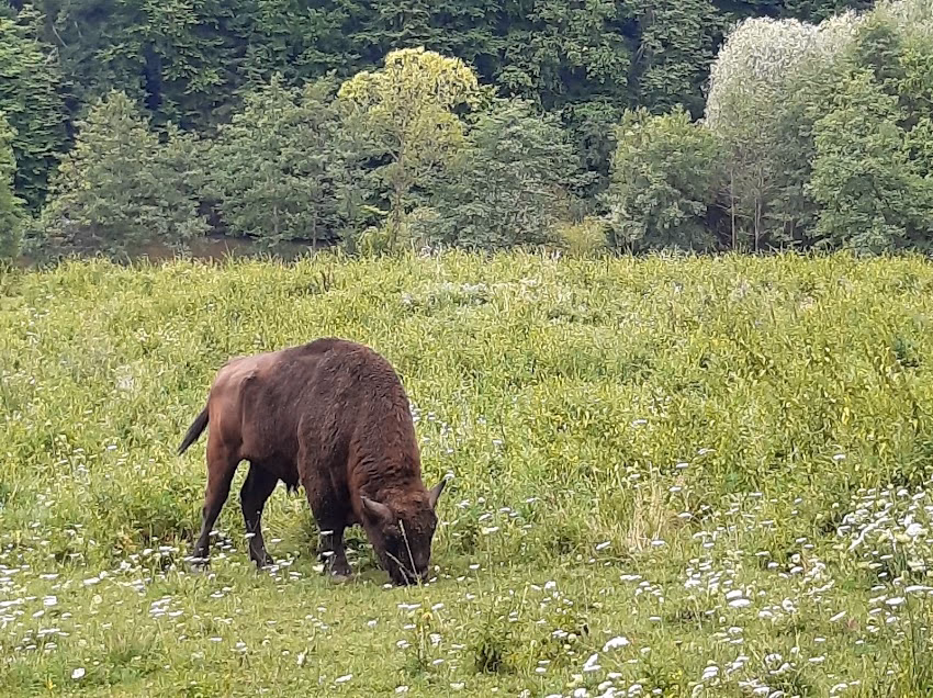 Rezervația de zimbri și faună carpatină Dragoș Vodă