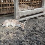 Rezervația de zimbri și faună carpatină Dragoș Vodă