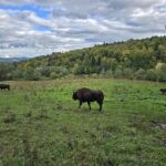 Rezervația de zimbri și faună carpatină Dragoș Vodă