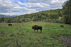 Rezervația de zimbri și faună carpatină Dragoș Vodă