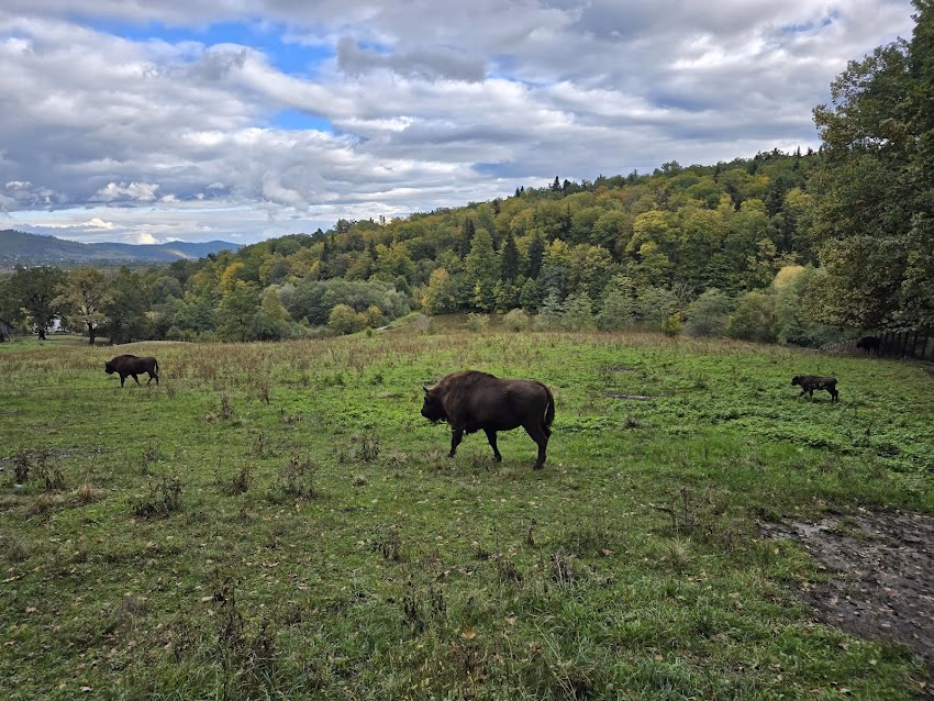 Rezervația de zimbri și faună carpatină Dragoș Vodă