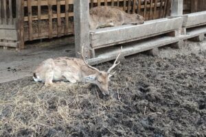 Rezervația de zimbri și faună carpatină Dragoș Vodă