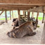 Rezervația de zimbri și faună carpatină Dragoș Vodă