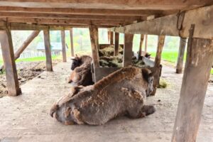 Rezervația de zimbri și faună carpatină Dragoș Vodă