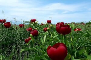 Rezervația geologică Agighiol