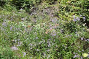 Rezervaţia naturală Buciaş