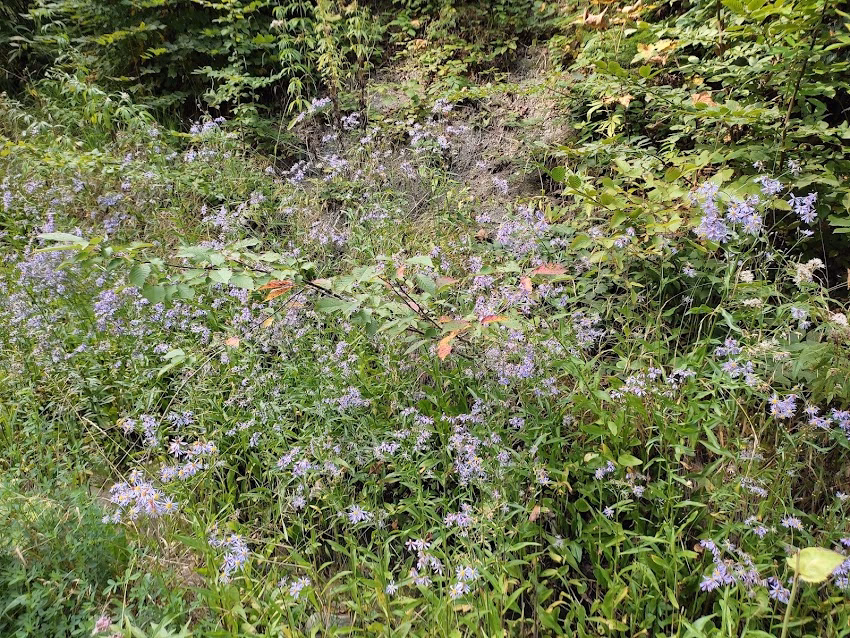 Rezervaţia naturală Buciaş