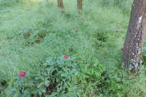 Rezervația Pădurea Troianul