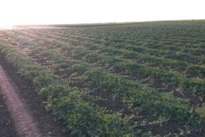 Savoarea Câmpului Gheorghe Doja