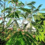 Sc Agromec Hagiesti Sa