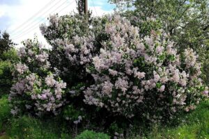 Sc Agromec Hagiesti Sa