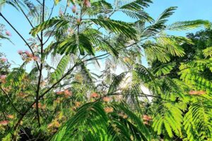 Sc Agromec Hagiesti Sa