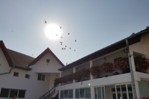 Sc Luca Prodcarn Srl Abator Miraslau