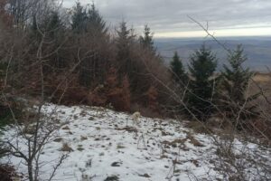 Sc Niraj Ace Brad Prod Srl