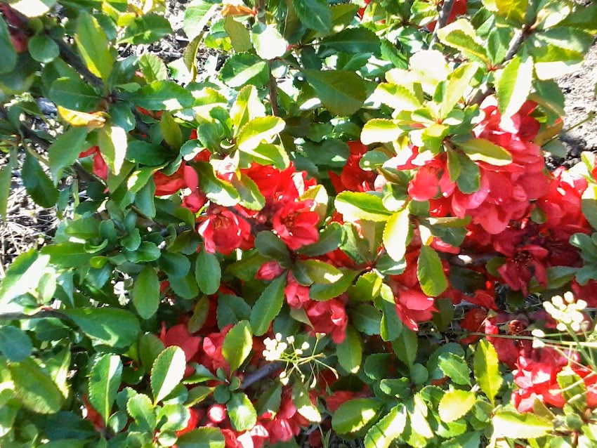 Sc Pepiniera Dendrofloricola Cobadin Srl