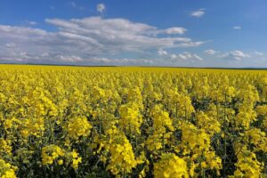 Sc Topcorn Intreprindere Agricola Srl