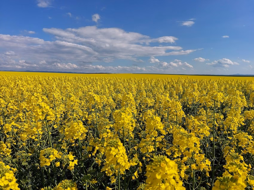 Sc Topcorn Intreprindere Agricola Srl