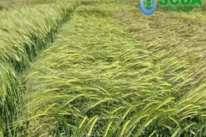 Scda Valu lui Traian