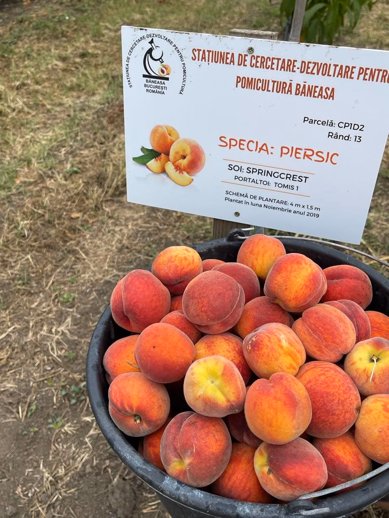 Scdp Băneasa Baza experimentală Moara Domnească