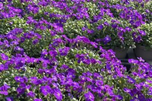 Sera ArFlora Sânleani