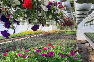 Sere flori Delesti Vaslui