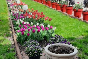 Serele de Flori Beharca Craiova