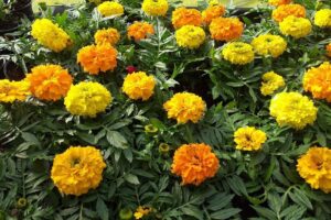 Serele de Flori Valea Lunga