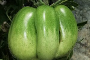 Serele de la Valea Mica