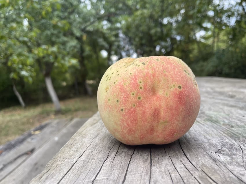 Serviciul de Ambulanta Judetean Prahova Substatia Baltesti