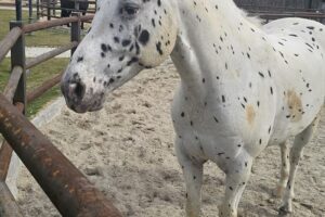 Singureni Manor Events