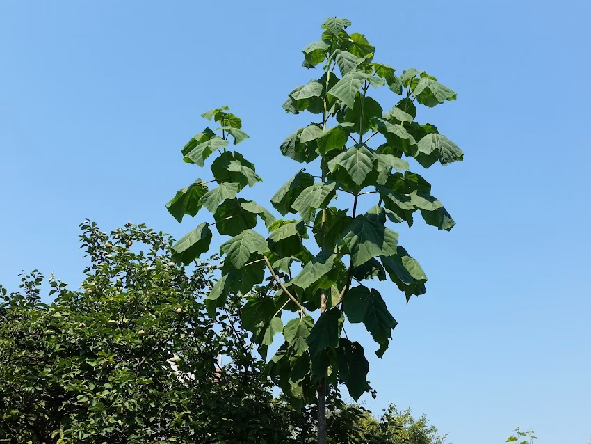 Sitaru