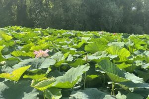 Snagov Tur Srl Agenţie Tour Operatoare Specializată în Zona Snagov