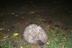 Spital Neuropsihici Vadu Latdaa