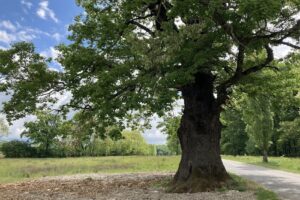 Stejarul secular din Remetea