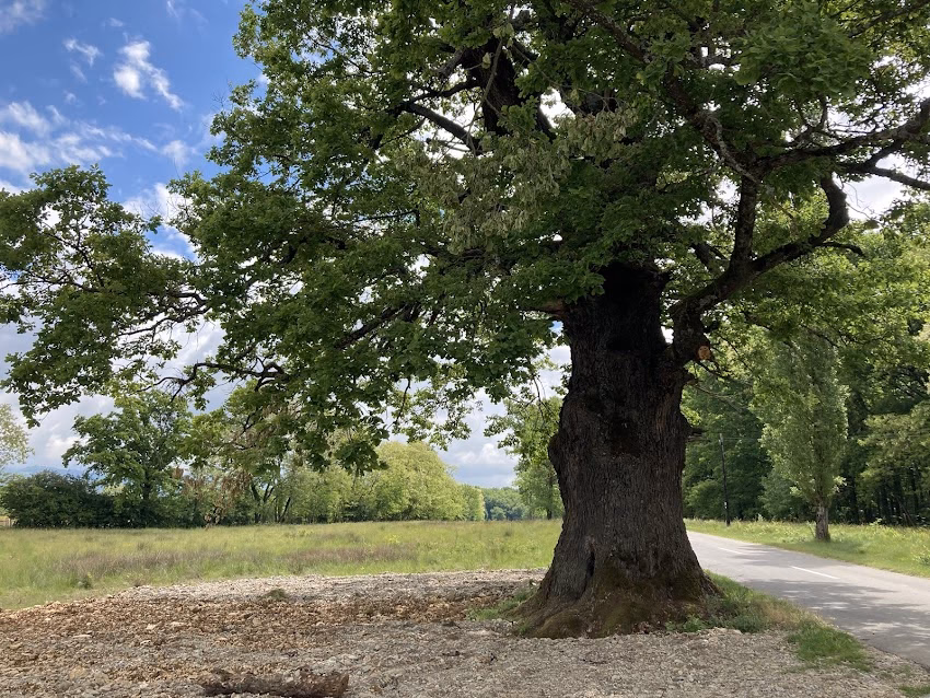 Stejarul secular din Remetea