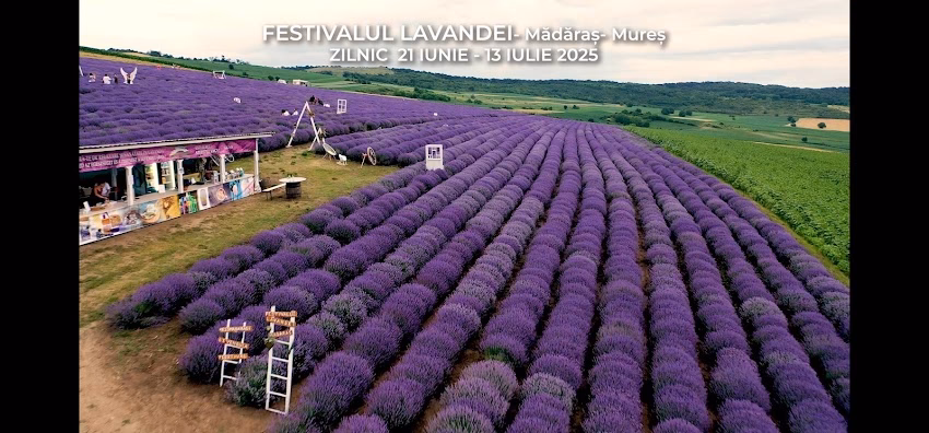 Tărâmul Lavandei Festivalul Lavandei