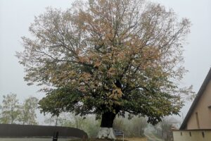 Teiul lui Mihai Eminescu