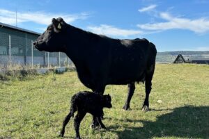 Tower Farm Transylvania Srl