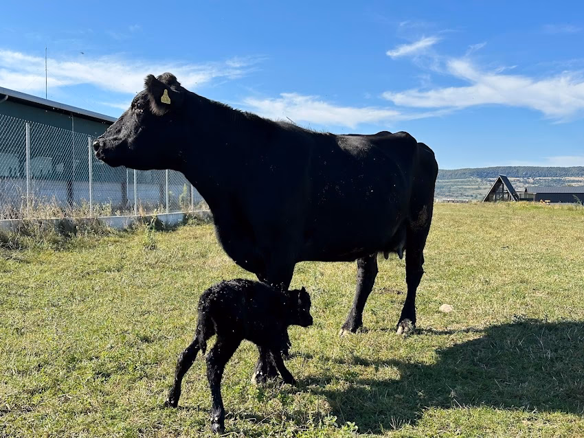 Tower Farm Transylvania Srl