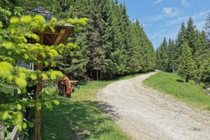 Tree Adventure Park Fundatica