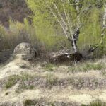 Trovanții coloană de la Ulmet