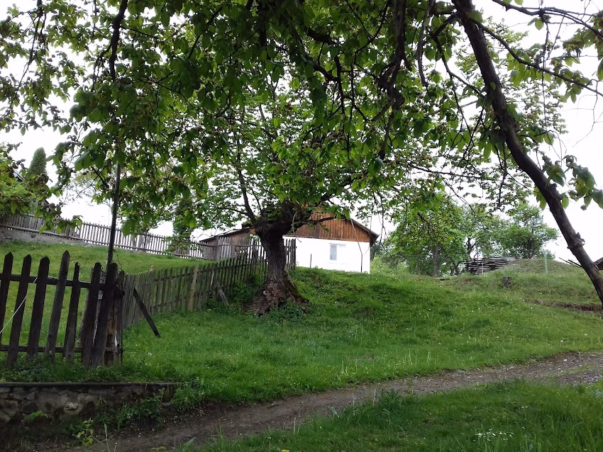 Ulmii seculari de la Sadova