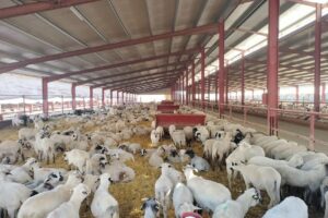 United For Food Livestock Srl