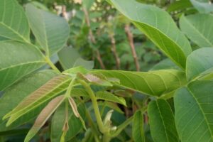 ValahiaGarden Depozit Plante exotice fructifere si ornamentale