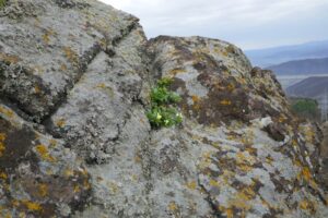 Vârful Piatra Coziei