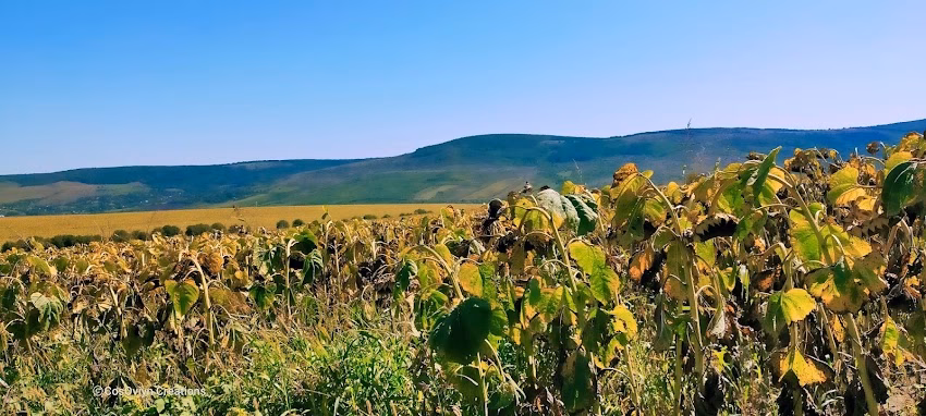 Vinețești