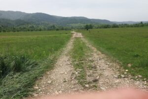 Vital Berry Marketing