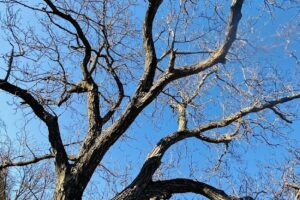 Vizantea Răzăşească