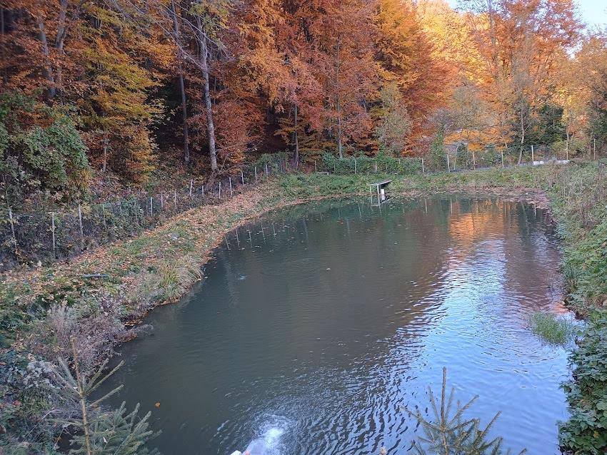 Zmeura si Pastrav de Bargau